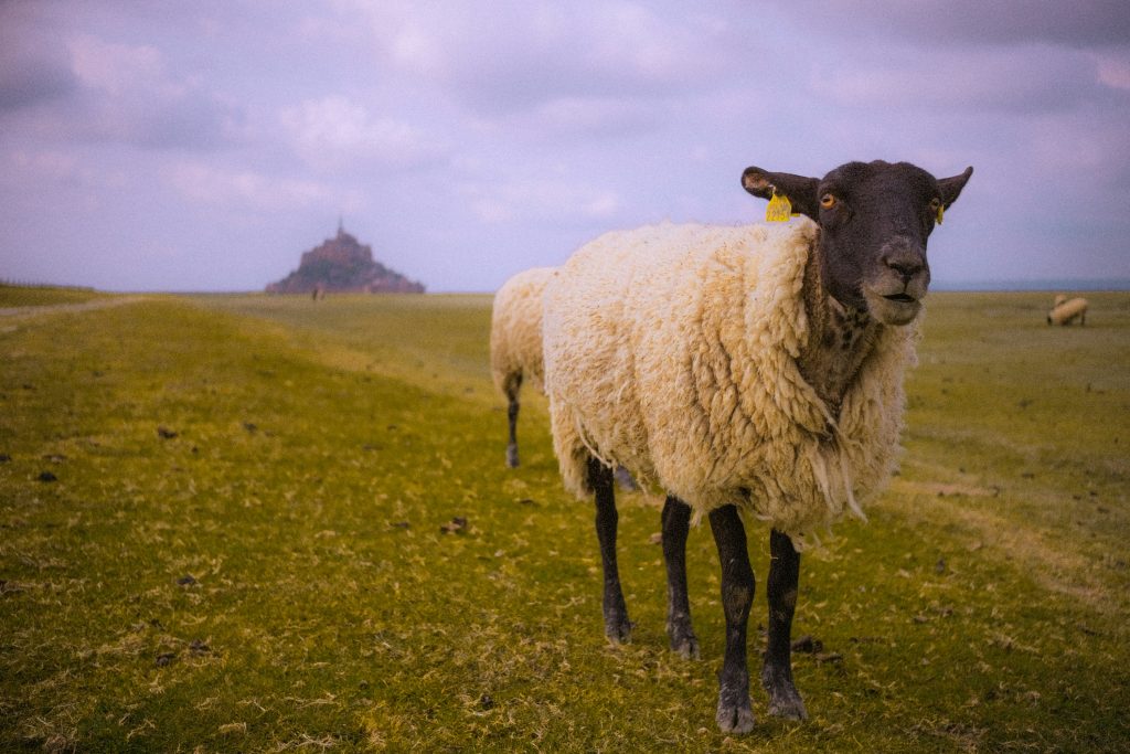 まとめ：モンサンミッシェルは個人とツアーどっちが正解？