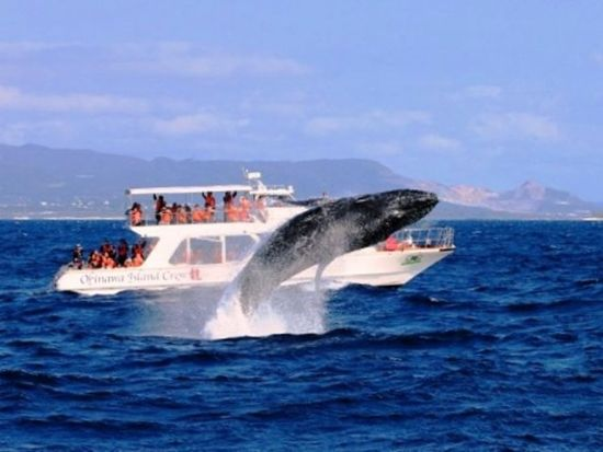 まとめ：子供連れ沖縄ホエールウォッチング！船酔い対策