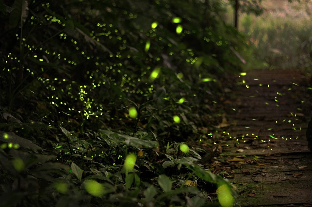 アンパワー水上マーケットの蛍